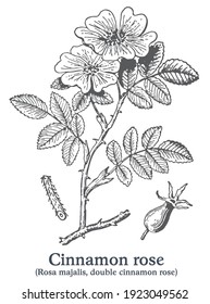 Cinnamon Rose. Vector Hand Drawn Plant. Botanical Plant Illustration. Vintage Medicinal Plant Sketch.