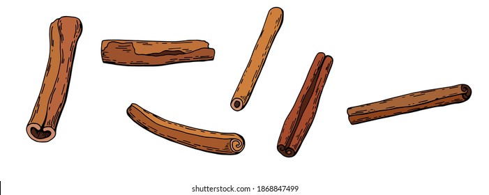 Cinnamon spice set. Hand Drawn illustration. White background, isolate. Stock illustration.