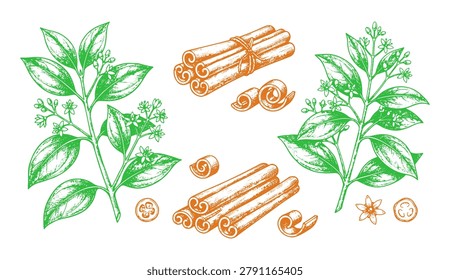 Cinnamon spice set hand drawn cinnamon sticks, leaves and flowers vector botanical illustration of cinnamomum verum isolated on white background