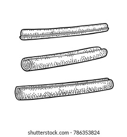Cinnamon stick. Isolated on white background. Vector black vintage engraving illustration. Hand drawn design element for label and poster