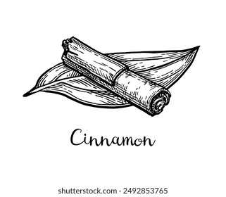 Cinnamon stick and leaf. Ink sketch of spice. Hand drawn vector illustration. Retro style.