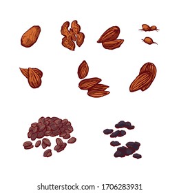 Cinnamon stick, nut, raisins, coffee, almonds. Food illustration isolated on white. Spice and flavor object.