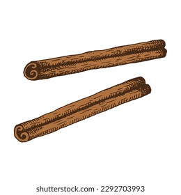 Cinnamon sticks, bark. Hand drawn. Brown spice. Rolled cinamons. Spicy seeasoning, condiment. Aromatic ingredient for cooking, backing. Vintage vector illustration. Isolated on white background.