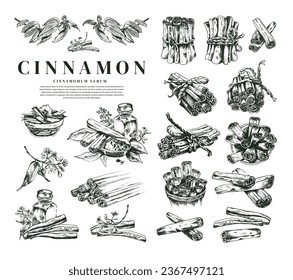 Zimtstangen aus verschiedenen Blickwinkeln und Draufsicht. Vektorgrafik. Handgezeichnete Kunstwerke im Skizzenstil. Botanische Stilgrafik. Der wahre Ceylon Zimt bleibt auf allen Seiten hängen. Cinnamomum Verum. 