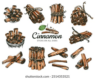 Canela varas de diferentes ângulos e vista superior. Ilustração vetorial. Arte em estilo de esboço desenhado à mão. Ilustração do estilo botânico. O verdadeiro Ceylon Cinnamon varre em todos os lados. Cinnamomum verum 