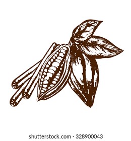 cinnamon sticks and fruit of the cocoa in a retro style