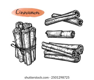 Cinnamon sticks. Ink sketch set. Hand drawn vector illustration. Retro style.