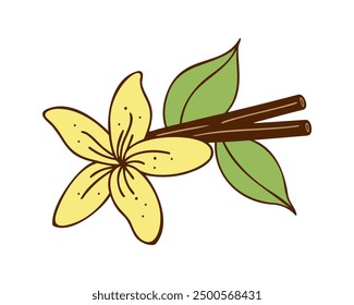 Cinnamon sticks and vanilla flower doodle color drawing on white background