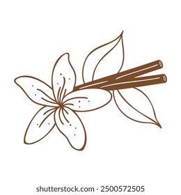 Cinnamon sticks and vanilla flower doodle outline drawing on white background