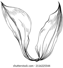 Vector de canela planta aislada con hojas. Ilustración de estilo con grabado de hierbas. Esbozo detallado del producto orgánico.El mejor para el diseño logotipo, menú, etiqueta, icono, sello.