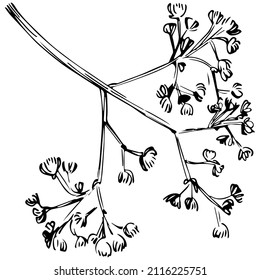 Cinnamon vector isolated plant with leaves. Herbal engraved style illustration. Detailed organic product sketch.The best for design logo, menu, label, icon, stamp.