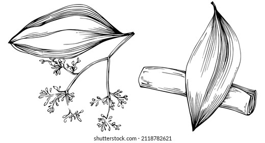 Cinnamon vector isolated plant with leaves. Herbal engraved style illustration. Detailed organic product sketch.The best for design logo, menu, label, icon, stamp.