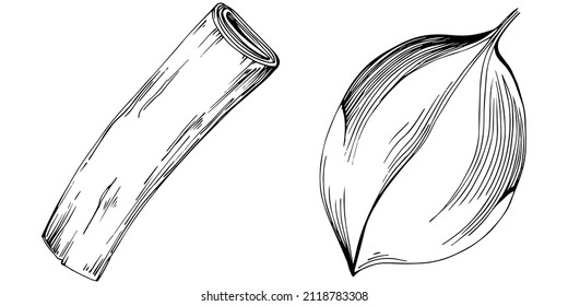 Cinnamon vector isolated plant with leaves. Herbal engraved style illustration. Detailed organic product sketch.The best for design logo, menu, label, icon, stamp.