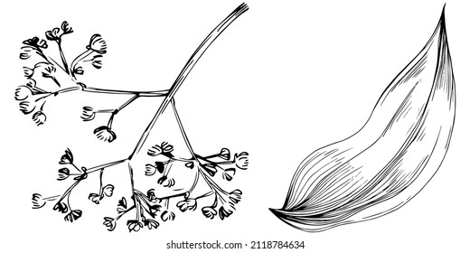 Cinnamon vector isolated plant with leaves. Herbal engraved style illustration. Detailed organic product sketch.The best for design logo, menu, label, icon, stamp.
