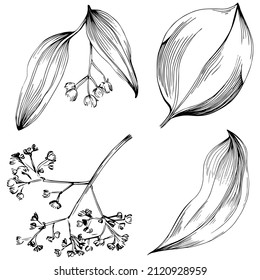 Cinnamon vector isolated plant with leaves. Herbal engraved style illustration. Detailed organic product sketch.The best for design logo, menu, label, icon, stamp.