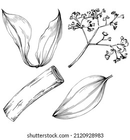 Cinnamon vector isolated plant with leaves. Herbal engraved style illustration. Detailed organic product sketch.The best for design logo, menu, label, icon, stamp.