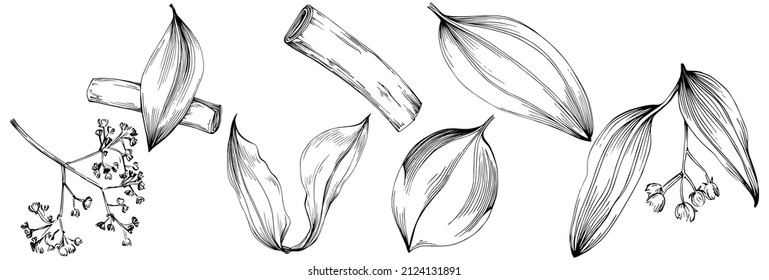 Cinnamon vector isolated plant with leaves. Herbal engraved style illustration. Detailed organic product sketch.The best for design logo, menu, label, icon, stamp.