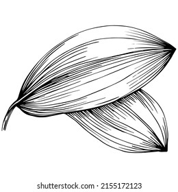 Cinnamon vector isolated plant with leaves. Herbal engraved style illustration. Detailed organic product sketch.The best for design logo, menu, label, icon, stamp.