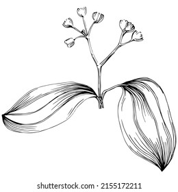 Cinnamon vector isolated plant with leaves. Herbal engraved style illustration. Detailed organic product sketch.The best for design logo, menu, label, icon, stamp.