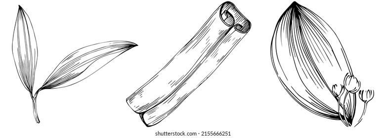Cinnamon vector isolated plant with leaves. Herbal engraved style illustration. Detailed organic product sketch.The best for design logo, menu, label, icon, stamp.