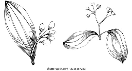 Cinnamon vector isolated plant with leaves. Herbal engraved style illustration. Detailed organic product sketch.The best for design logo, menu, label, icon, stamp.