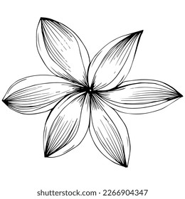 Cinnamon vector isolated plant with leaves. Herbal engraved style illustration. Detailed organic product sketch.The best for design logo, menu, label, icon, stamp.