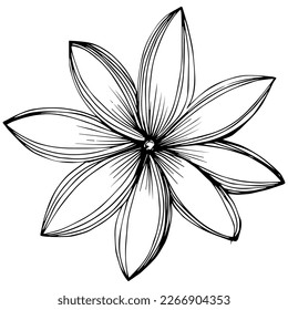 Cinnamon vector isolated plant with leaves. Herbal engraved style illustration. Detailed organic product sketch.The best for design logo, menu, label, icon, stamp.