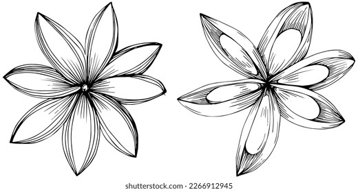 Cinnamon vector isolated plant with leaves. Herbal engraved style illustration. Detailed organic product sketch.The best for design logo, menu, label, icon, stamp.