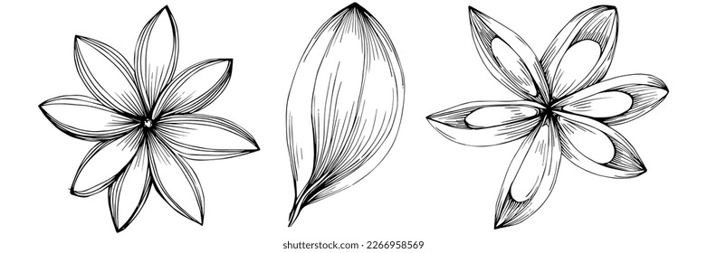 Cinnamon vector isolated plant with leaves. Herbal engraved style illustration. Detailed organic product sketch.The best for design logo, menu, label, icon, stamp.