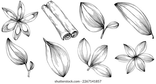 Cinnamon vector isolated plant with leaves. Herbal engraved style illustration. Detailed organic product sketch.The best for design logo, menu, label, icon, stamp.