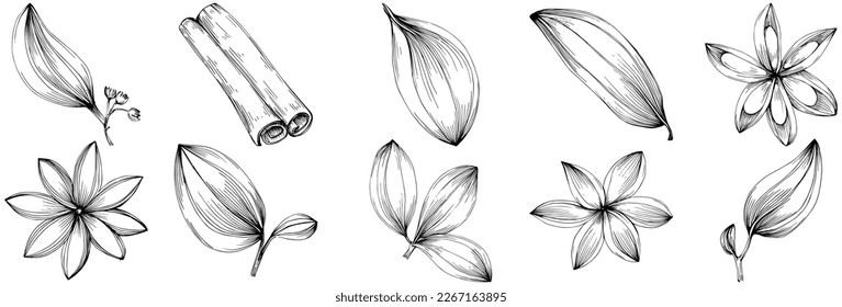 Cinnamon vector isolated plant with leaves. Herbal engraved style illustration. Detailed organic product sketch.The best for design logo, menu, label, icon, stamp.