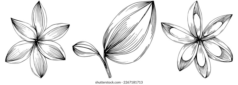 Cinnamon vector isolated plant with leaves. Herbal engraved style illustration. Detailed organic product sketch.The best for design logo, menu, label, icon, stamp.