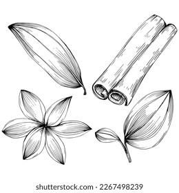 Cinnamon vector isolated plant with leaves. Herbal engraved style illustration. Detailed organic product sketch.The best for design logo, menu, label, icon, stamp.