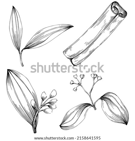 Cinnamon vector isolated plant with leaves. Herbal engraved style illustration. Detailed organic product sketch.The best for design logo, menu, label, icon, stamp.