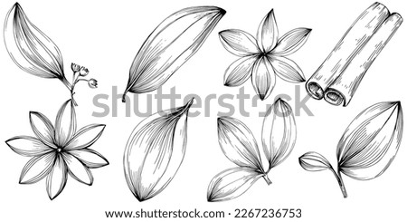 Cinnamon vector isolated plant with leaves. Herbal engraved style illustration. Detailed organic product sketch.The best for design logo, menu, label, icon, stamp.