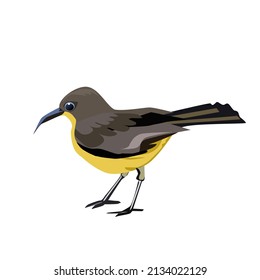Cinnyris jugularis standing.has a long, curved beak The hollow inside is a pipe. and there was a long tongue in it.Isolated vector illustration on a white background.