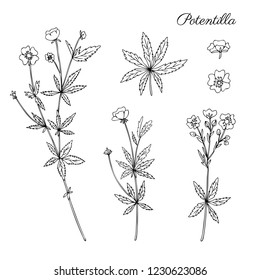 Cinquefoil Flower, Potentilla Erecta, Bloodroot Vector Hand Drawn Illustration Isolated On White, Ink Sketch, Decorative Herbal Doodle, Line Art Medical Herbs Set For Design Cosmetic, Natural Medicine