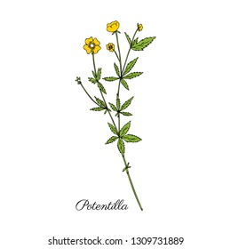 Cinquefoil Flower, Potentilla Erecta, Bloodroot Vector Hand Drawn Colorful Illustration Isolated On White Background, Ink Sketch, Decorative Herbal Doodle, Medical Herb For Design Cosmetic, Medicine