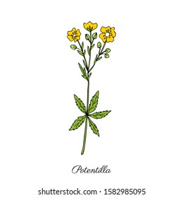 Cinquefoil Flower, Potentilla Erecta, Bloodroot Vector Hand Drawn Colorful Illustration Isolated On White Background, Ink Sketch, Decorative Herbal Doodle, Medical Herbs For Design Cosmetic, Medicine