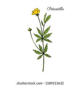 Cinquefoil Flower, Potentilla Erecta, Bloodroot Vector Hand Drawn Colorful Illustration Isolated On White Background, Ink Sketch, Decorative Herbal Doodle, Medical Herbs For Design Cosmetic, Medicine