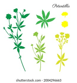 Cinquefoil Flower, Potentilla Erecta, Bloodroot Vector Hand Drawn Colorful Illustration Isolated On White, Decorative Herbal Doodle Silhouette, Medical Herb Set For Design Cosmetic, Natural Medicine