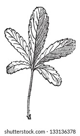 Cinquefoil or Potentilla sp., vintage engraved illustration. Dictionary of Words and Things - Larive and Fleury - 1895