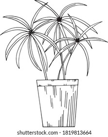 ciperus flower in a pot icon, sticker, card, poster hand drawn vector doodle. sketch, Scandinavian, minimalism, monochrome. single element for design, plant, palm, decor interior