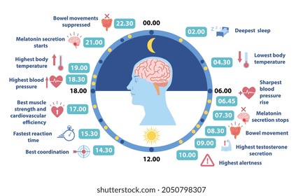 Circadiam rhythm infographic. Information about human body. Information for scheduling, healthy lifestyle, daily routine, sport time. Cartoon flat vector illustration isolated on white background