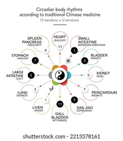 Circadian body rhythm. 12 organs associated with their emotions, chronobiological clock, yin yang energy and the five elements