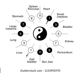 Circadian clock of the main meridians of the body and concerned organs according to Chinese medicine - 12 hours. Yin yang indicator : black is yin whereas white is yang. 