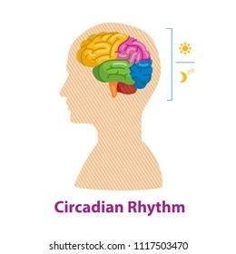 Circadian Rhythm. Brain. Idea. Human