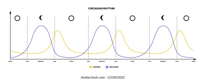 Circadian rhythm infographic poster. Melatonin and cortisol are produced in human brain. Colorful diagram of circadian cycle. Night day life balance. Sleep wake cycle chart flat vector illustration.