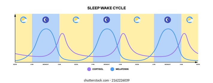 Circadian rhythm infographic poster. Melatonin and cortisol are produced in human brain. Colorful diagram of circadian cycle. Night day life balance. Sleep wake cycle chart flat vector illustration.