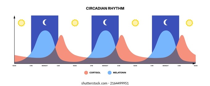 Circadian Rhythm Infografik Poster. Melatonin und Cortisol werden im menschlichen Gehirn produziert. Farbiges Diagramm des zirkadischen Zyklus. Nachtleben-Balance. Schlafweckzyklus-Diagramm flache Vektorgrafik.